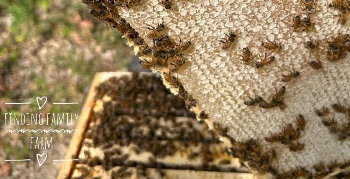 Sweet Meets Spicy: The Magic of Raw Ohio Honey in Our Haunted Heat BBQ Sauce